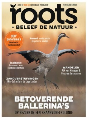 Roots cadeau abonnement